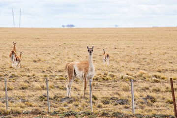 Fototapeta premium Group of guanaco animals in Patagonia Chile