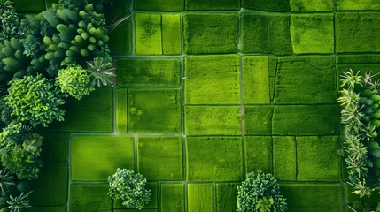 Schilderijen op glas Aerial view of green rice field with trees in Thailand. Above view of agricultural field. Rice plants. Natural pattern of green rice farm. Beauty in nature. Sustainable agriculture. Carbon neutrality. © Ziyan