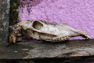 Close-Up of Animal Skull on Wooden Ledge: The Cycle of Nature