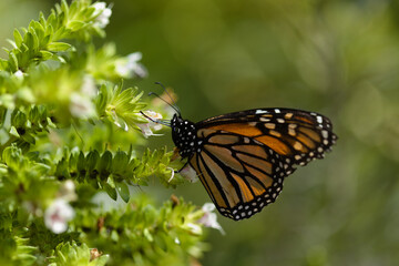 Fauna of Glan Canaria - monarch butterfly, Danaus plexippus