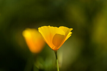 Obraz premium Flora of Gran Canaria - Eschscholzia californica, the California poppy, introduced and invasive species natural macro floral background 