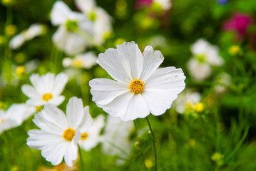 Laval, Canada - May 23 2018: Tulip farms with colorful flowers in Laval