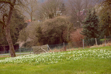 a large group of spring snowflakes in the meadow of an old farmhouse
