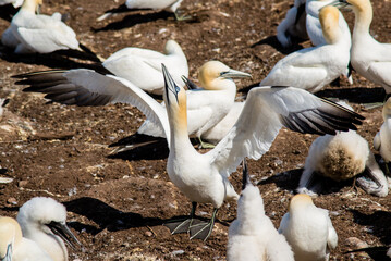 Bonaventure Island, Canada - August 27 2018: Birds crowd breeding in Bonaventure Island