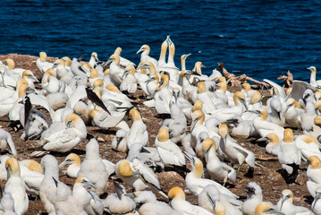 Bonaventure Island, Canada - August 27 2018: Birds crowd breeding in Bonaventure Island