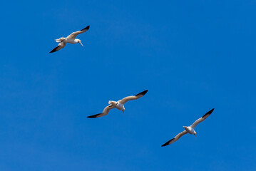 Obraz premium Bonaventure Island, Canada - August 27 2018: Birds crowd breeding in Bonaventure Island