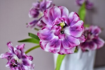 Bouquet of withered tulips. Nothing lasts forever.