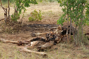 Giraffe carcass in Kruger National Park, South Africa