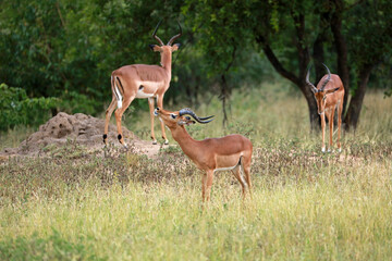 Herd of impalas in Kruger National Park, South Africa