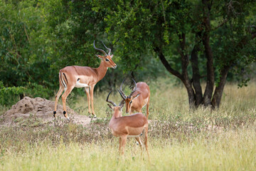 Herd of impalas in Kruger National Park, South Africa