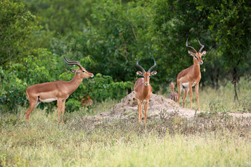 Herd of impalas in Kruger National Park, South Africa