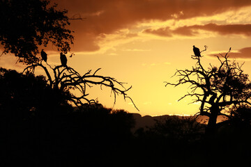 Sunset landscape with vultures in Kruger National Park, South Africa