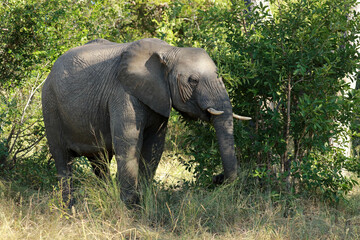 Fototapeta premium African elephant in Kruger National Park, South Africa 