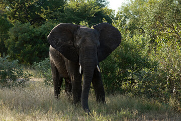 African elephant in Kruger National Park, South Africa 