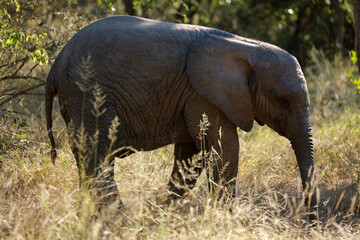 Baby african elephant in Kruger National Park, South Africa