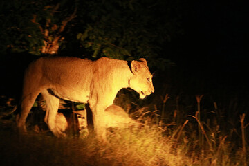 Lioness at night in Kruger National Park, South Africa