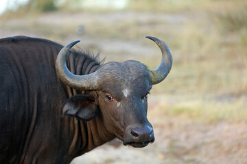 African buffalo in Kruger National Park, South Africa 