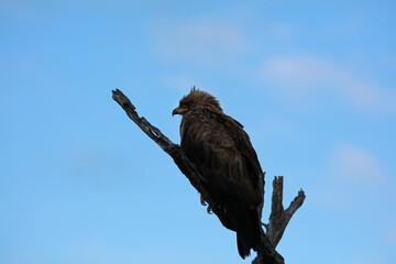 Eagle in Kruger National Park, South Africa