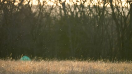 insects and allergens flying in the air with tent camper in background