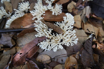 White Coral mushrooms in the Botanical Garden of Caucaia, Fortaleza - Ceará, Brazil.