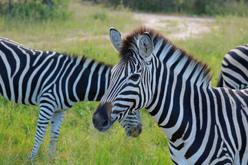 Plains zebras in Kruger National Park, South Africa