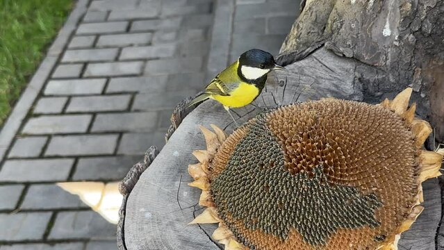A tit pecks the seeds of a sunflower flower. Little yellow tit, close-up. A bird in the garden sits on a stump and eats food.