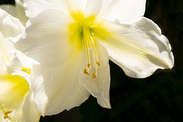 Naklejka na ściany i meble Amaryllis (Easter Lily) Blossom