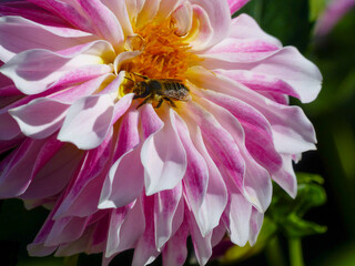 Bee on a Pinnate Dahlia