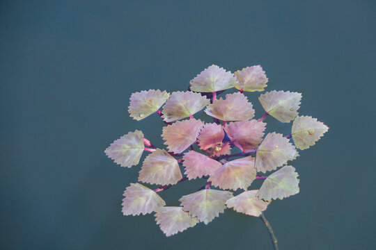 Floating Water-Chestnut (Trapa Natans L.)