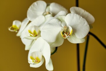 Naklejka na ściany i meble Orquídeas