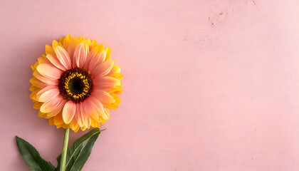 Sunflower with pink background, empty space to text