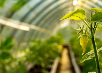 Naklejka premium greenhouse, sunny day, macro photography, place for text, flower pots on the windowsill