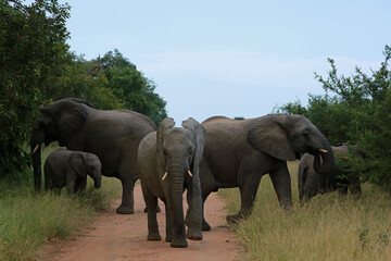 Herd of african elephants in Kruger National Park, South Africa