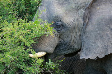 African elephant in Kruger National Park, South Africa 