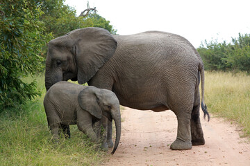 Baby african elephant with mother in Kruger National Park, South Africa