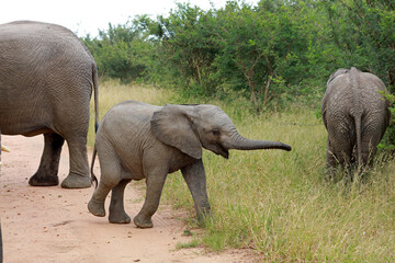 Baby african elephant in Kruger National Park, South Africa