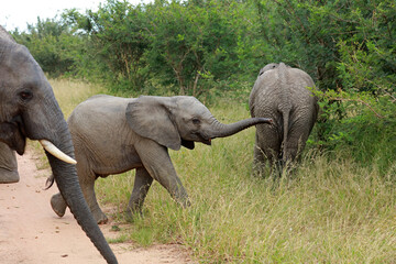 Baby african elephant in Kruger National Park, South Africa