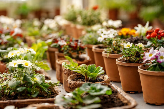 greenhouse, sunny day, macro photography, place for text, flower pots on the windowsill