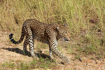 Leopard in Kruger National Park, South Africa 