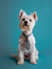 Foto op Plexiglas Dog with a tie. © Yahor Shylau 