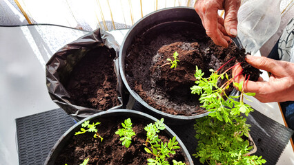 Planting marigold flowers in pot. Reproduction of plants in spring. Young flower shoots and greenery for garden. The hands of an elderly woman, a bucket of earth and green bushes and twigs with leaves