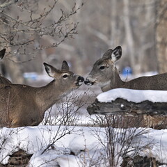 deer in winter forest