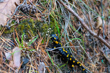 Yellow and black lizard