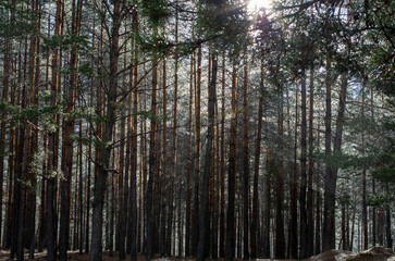 trees in the woods