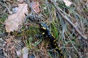 black and yellow lizard