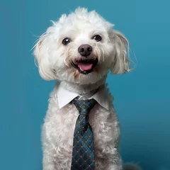 Sierkussen Dog with a tie. © Yahor Shylau 
