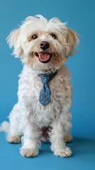 Zelfklevend Fotobehang Franse bulldog Dog with a tie.