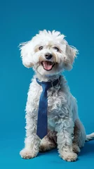 Fotobehang Franse bulldog Dog with a tie.