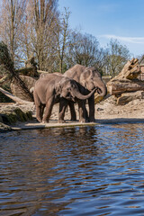 Fototapeta premium Elephant in Amsterdam Artis Zoo. Amsterdam Artis Zoo is oldest zoo in the country. Amsterdam, the Netherlands.
