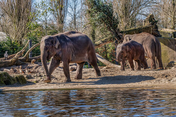 Fototapeta premium Elephant in Amsterdam Artis Zoo. Amsterdam Artis Zoo is oldest zoo in the country. Amsterdam, the Netherlands.